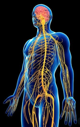 Nervous System