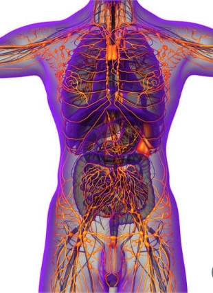 Lymphatic System