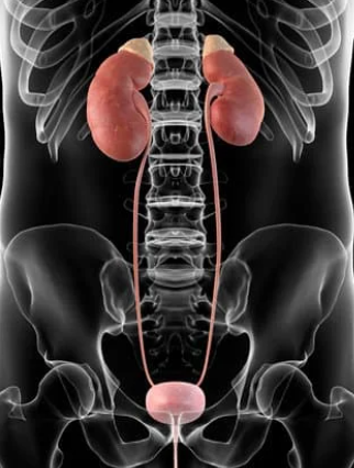 Urinary (Excretory) System