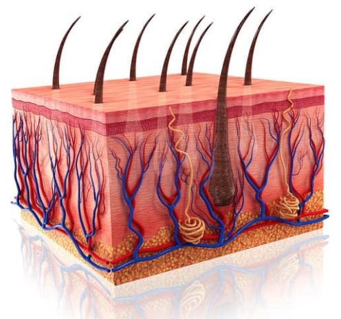 Integumentary System
